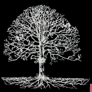 Returning to your roots
